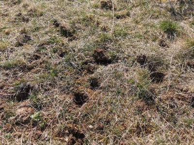 Diebstahl von Orchideen im OT Bottendorf - wir bitten um Mithilfe!