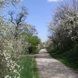 Radweg im Frühling